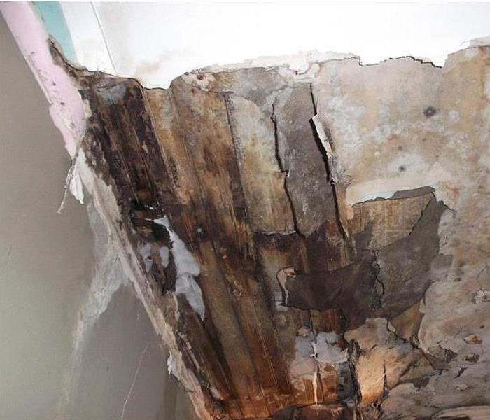Mold growth on a wall